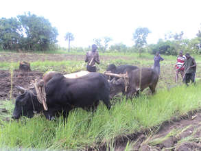 Youth with their ox-plough
