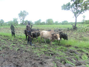 Youth with their ox-plough