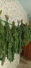 Drying the Moringa Leaves