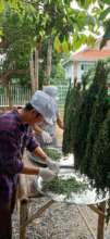 Preparing the dried Moringa for grinding