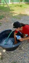 Preparing the salt bath to clean the Moringa