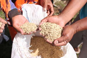 Rice seeds for agricultural assistance