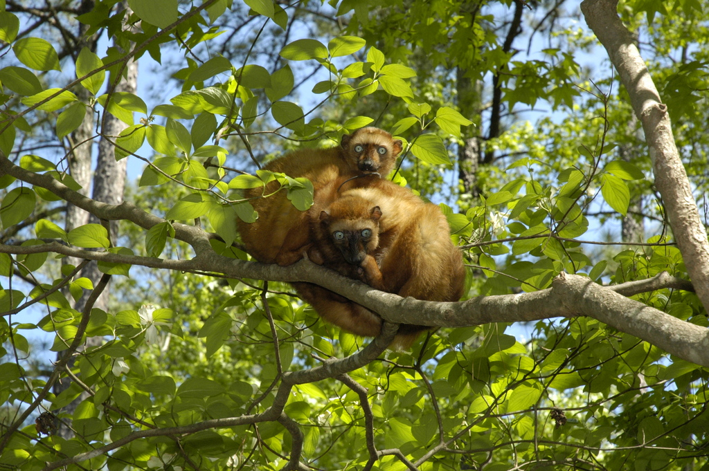 Critically endangered blue-eyed black lemurs