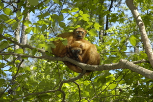 Critically endangered blue-eyed black lemurs
