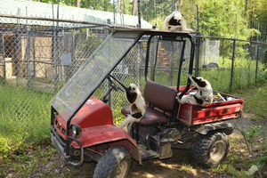 Lemurs in need of new transport!