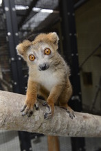 Xonsu wating to be released into the forest!