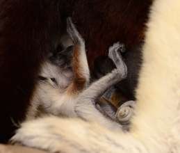 Blizzard Baby snuggling with mama!