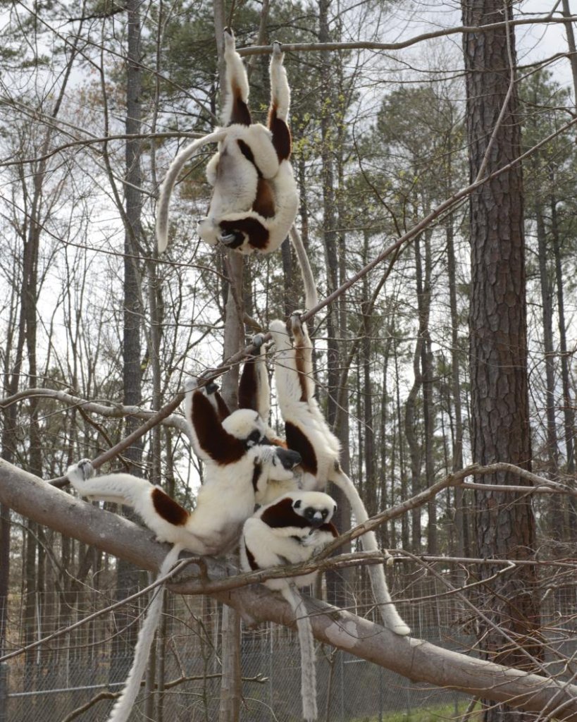 Lemurs loving the forest in February