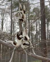 Lemurs loving the forest in February