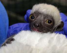 Euphremia's baby