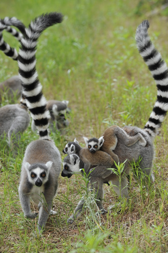 Help Expand Forest Areas for Endangered Lemurs