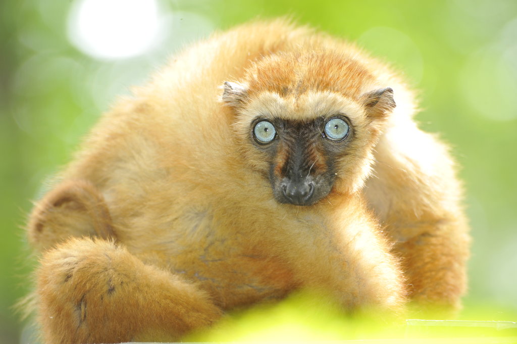 Help Expand Forest Areas for Endangered Lemurs
