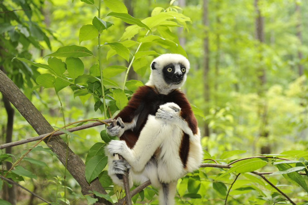 Help Expand Forest Areas for Endangered Lemurs