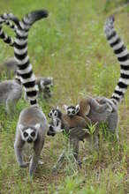 Mongoose Lemur