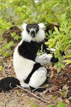 Black and White Ruffed Lemur