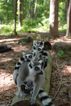 Ring-tailed Lemur family
