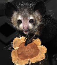 Aye-Aye