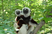 Help Expand Forest Areas for Endangered Lemurs
