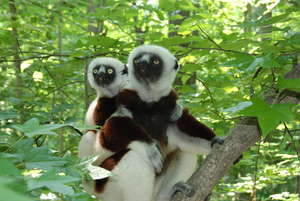 Help Expand Forest Areas for Endangered Lemurs