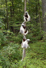 Sifaka family