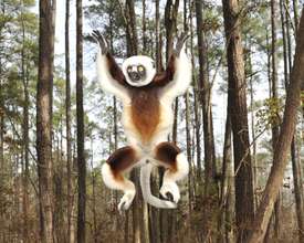 Happy Sifakas!