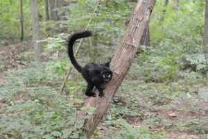 Hopkins in his forest