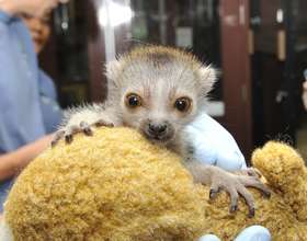 Baby Zuberi the crowned lemur
