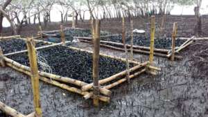 Nursery with new seeds sown
