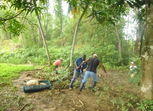 transporting materials into the mangrove forest