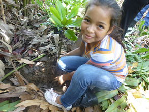 Planting mangroves!