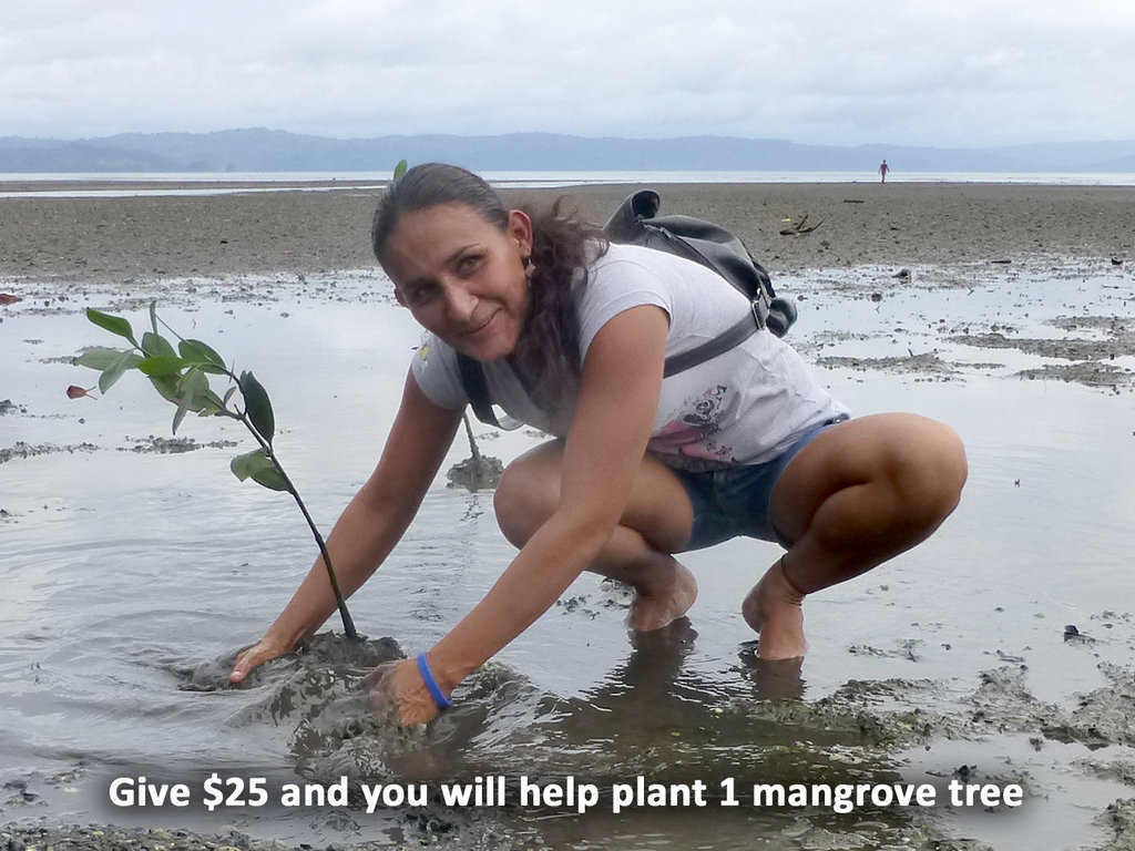 Help Costa Rican locals care for 10.000 mangroves