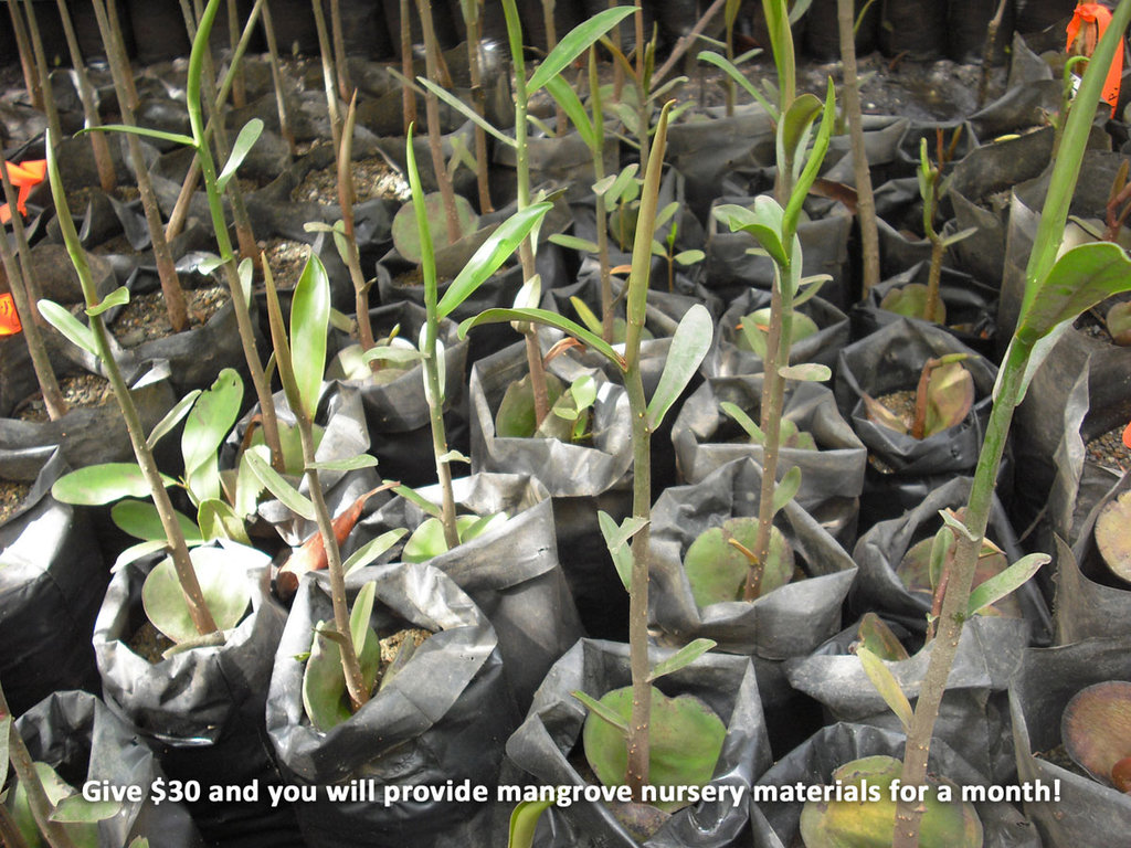 Help Costa Rican locals care for 10.000 mangroves