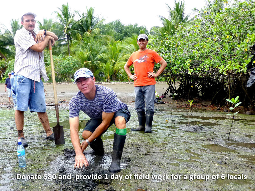 Help Costa Rican locals care for 10.000 mangroves