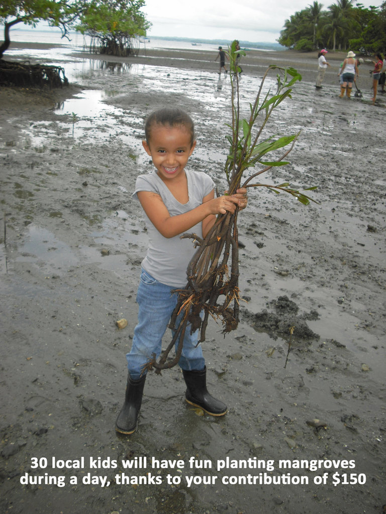 Help Costa Rican locals care for 10.000 mangroves