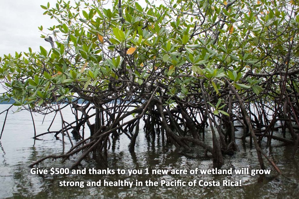 Help Costa Rican locals care for 10.000 mangroves