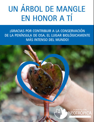 Help Costa Rican locals care for 10.000 mangroves