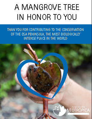 Help Costa Rican locals care for 10.000 mangroves