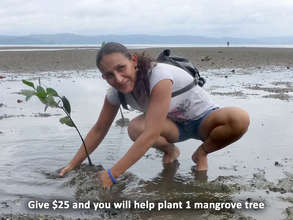 Local "fisherlady" planting a mangrove tree