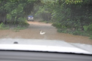 "Road" Conditions During the Wet Season