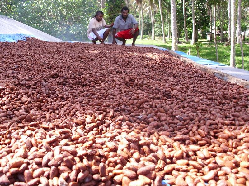 Help small cocoa farmers make a living
