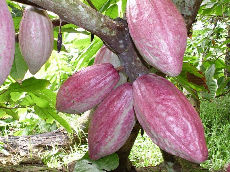 Help small cocoa farmers make a living