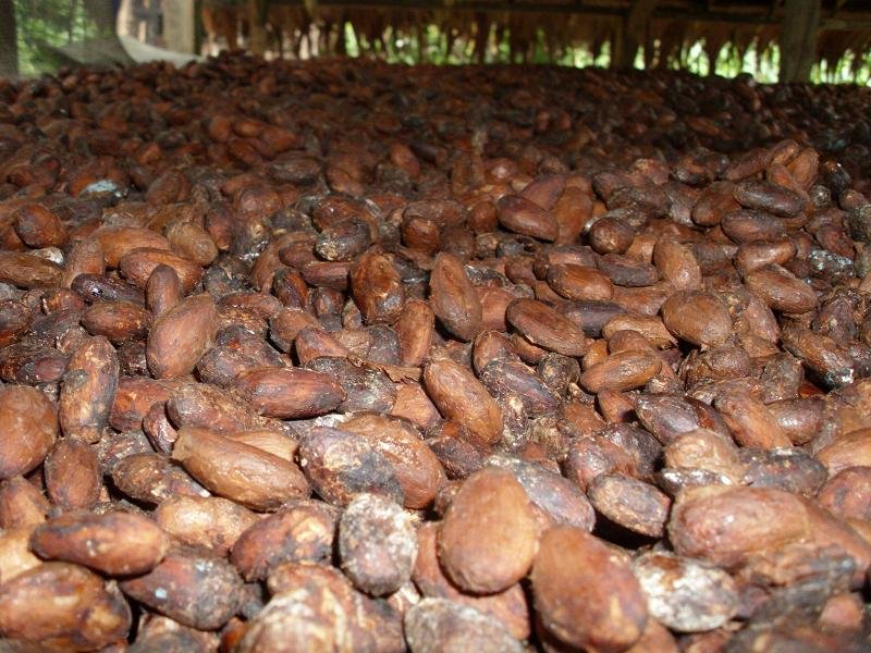 Help small cocoa farmers make a living