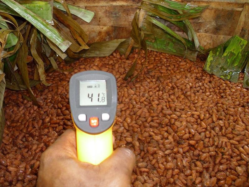Help small cocoa farmers make a living