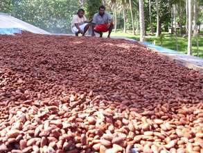 Cocoa drying