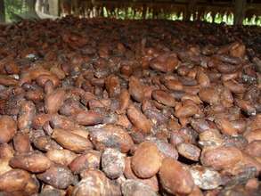 Harvested cocoa drying