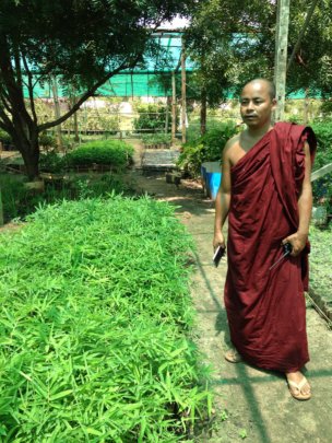 Shwenadi monk "greening" his monastic school