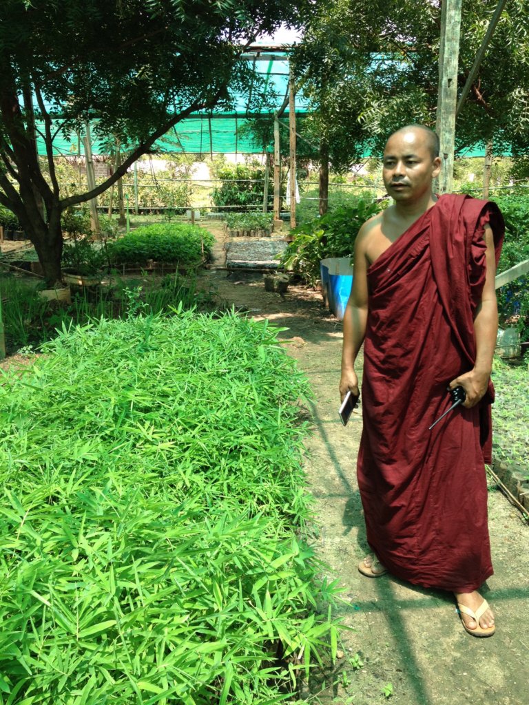Shwenadi monk "greening" his monastic school