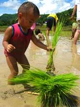 Planting Rice at Whispering Seed