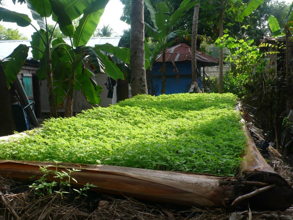 Agricultural support for 200 rural women in Haiti