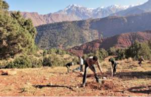 Volunteers plant carob and olive tree saplings